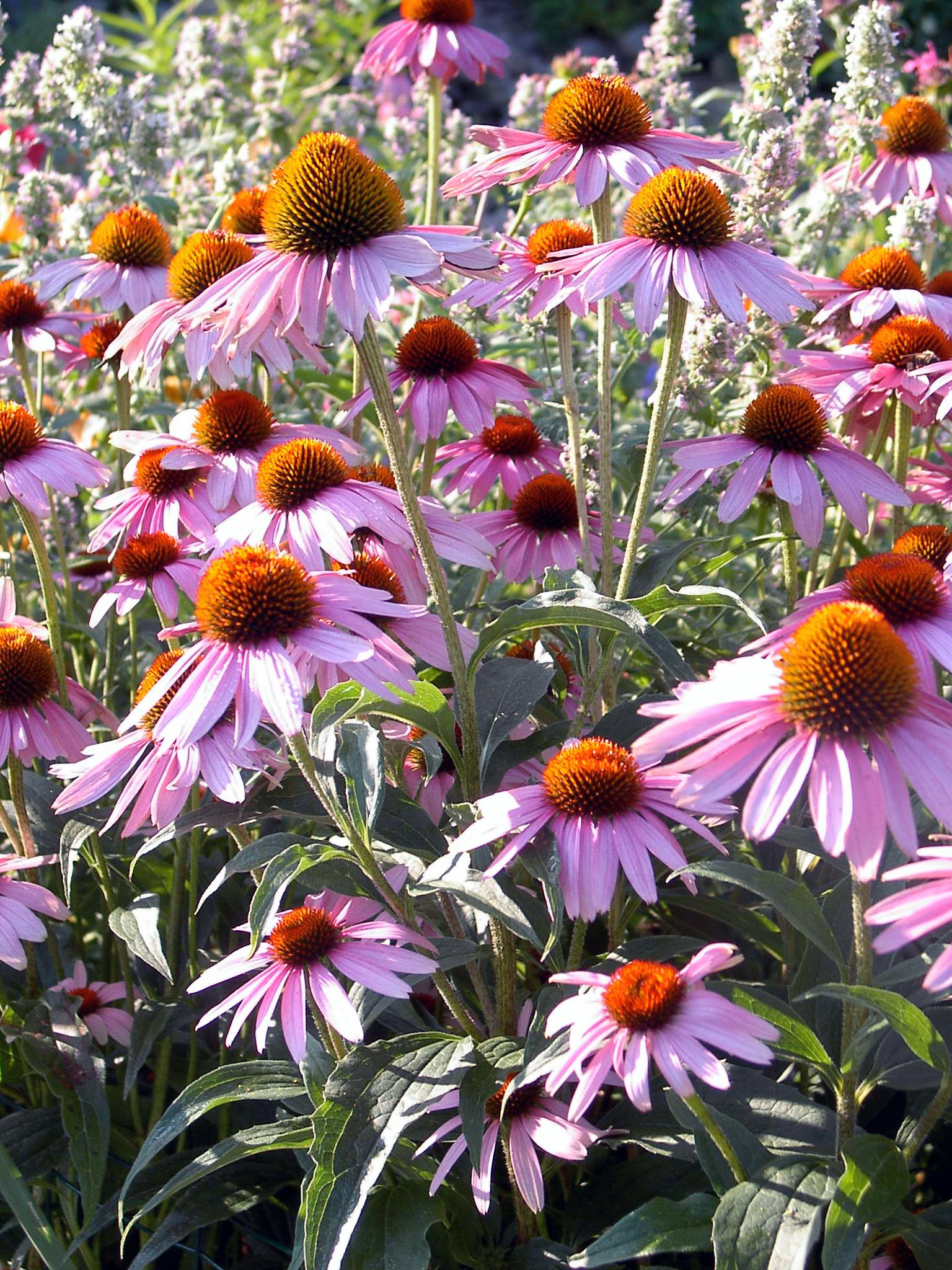 native-plants-in-the-wild-australian-plants-society-tasmania-inc