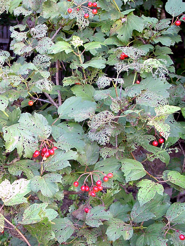 Non-native cranberry bush with VLB damage