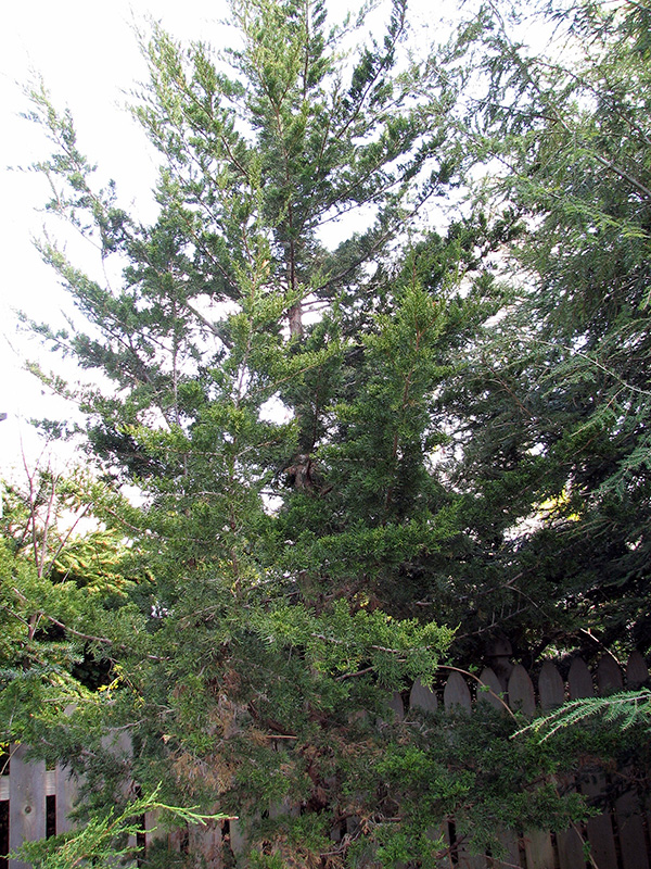 The juniper replanted in its desired habitat