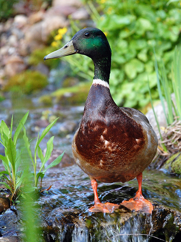 Mallard duck sitting on waterfall ©Janet Allen