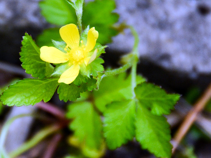 The non-native mock strawberry with its yellow flowers ©Janet Allen