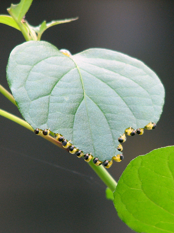 A view of dogwood sawflies from the top of a leaf