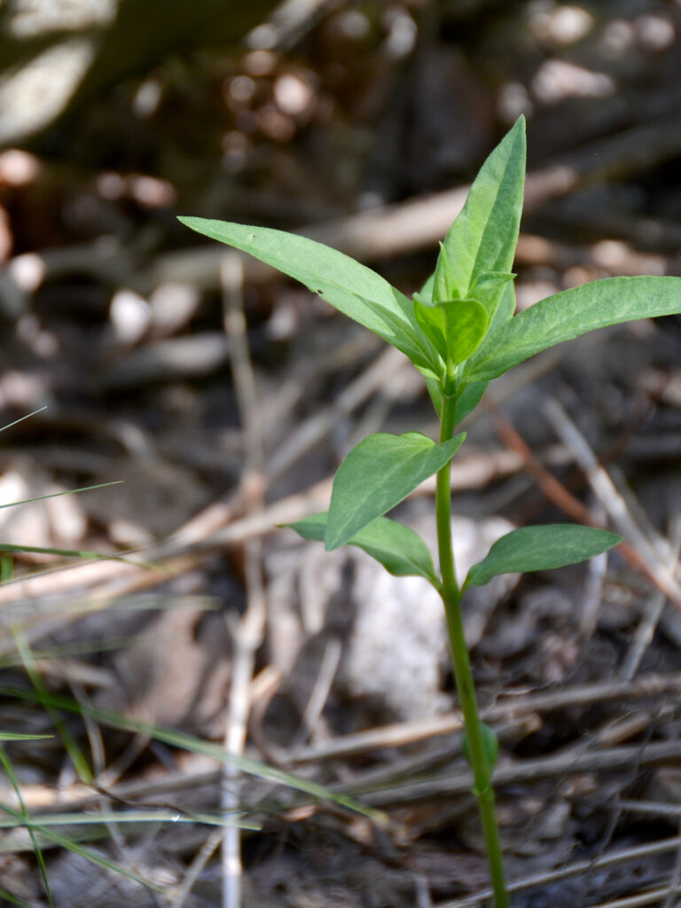 Swamp milkweed seedling