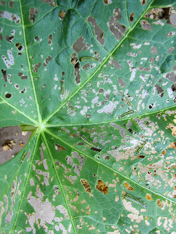 Hibiscus sawflies ©Janet Allen