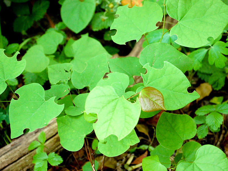 Holes in redbud leaves