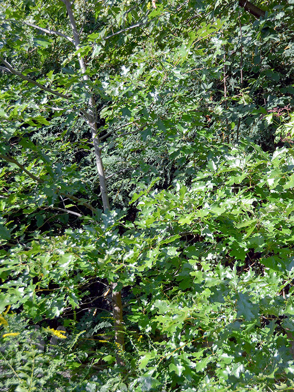 Oak tree from ten feet away