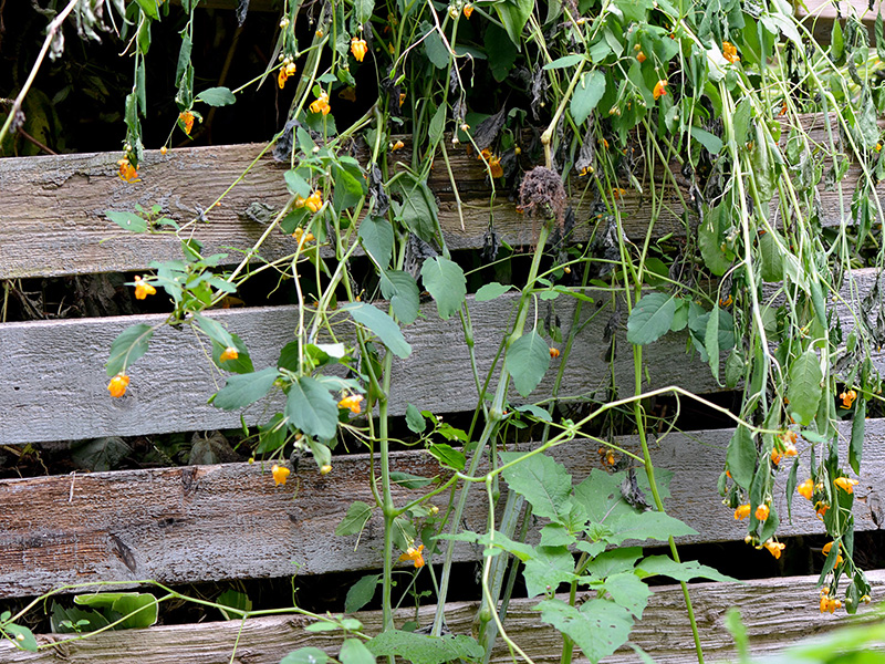 Jewelweed in the compost