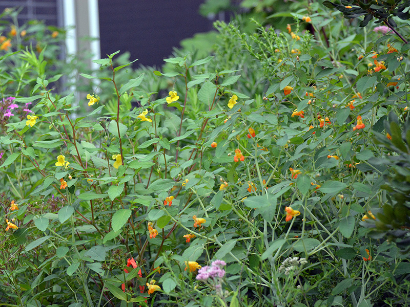 A large patch of jewelweed