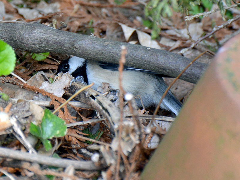 Chickadee getting worms out of an old stalk ©Janet Allen