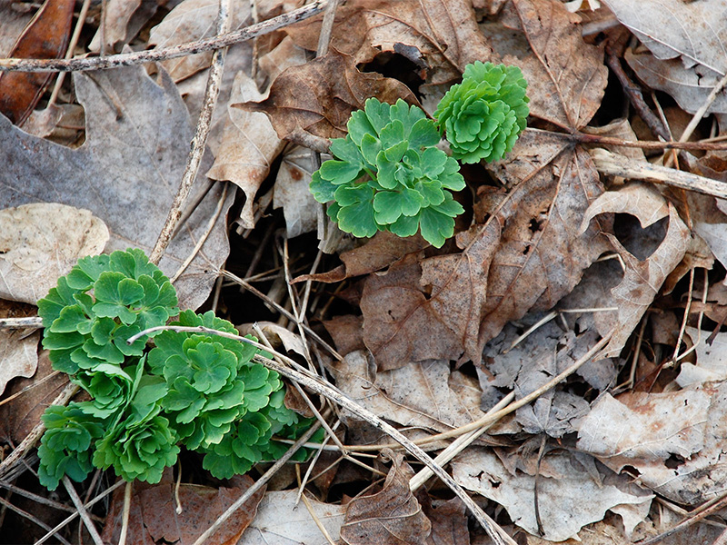 Columbine emerging through leaf litter