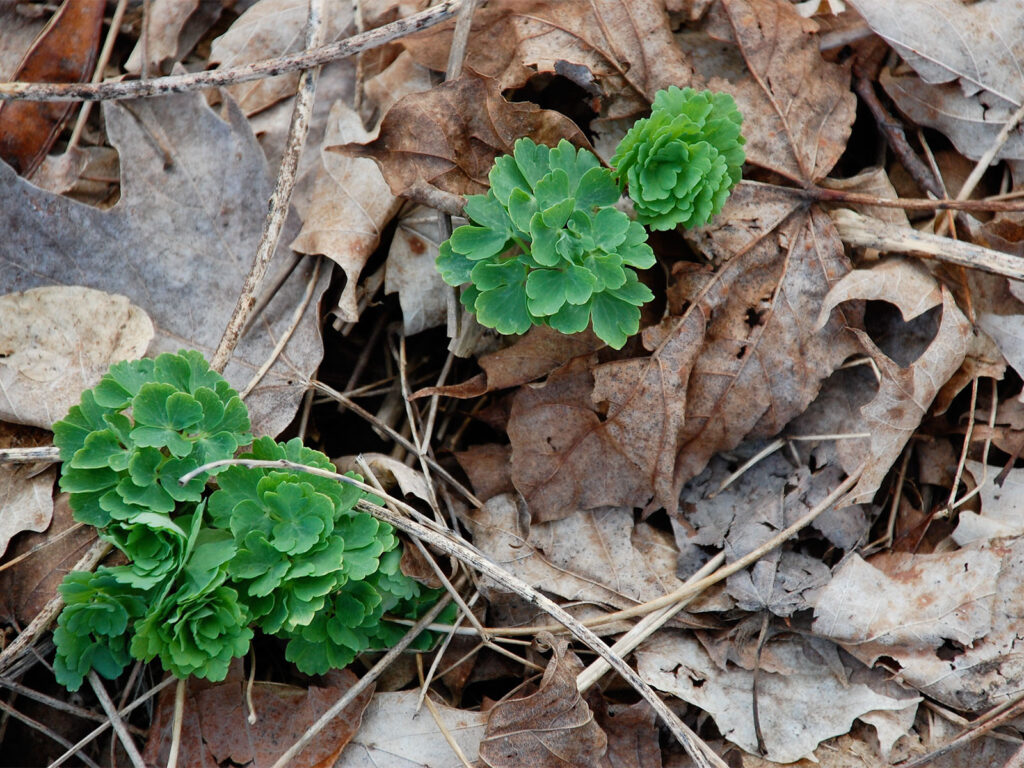 Columbine emerging in leaf litter