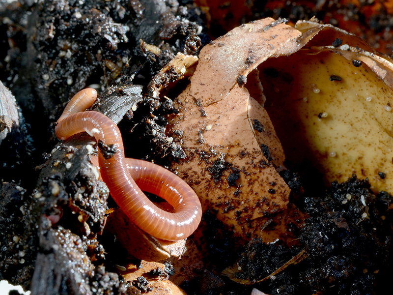 Vermicompost