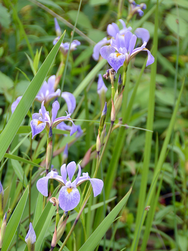 Blue flag iris in our pond ©Janet Allen