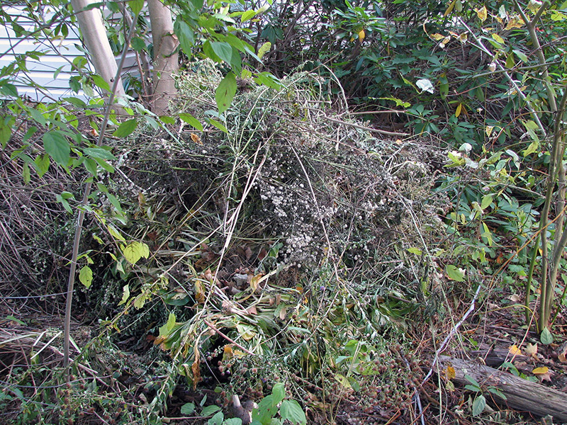 An informal compost pile