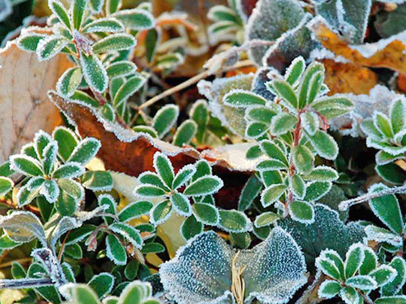Fall frost on plants