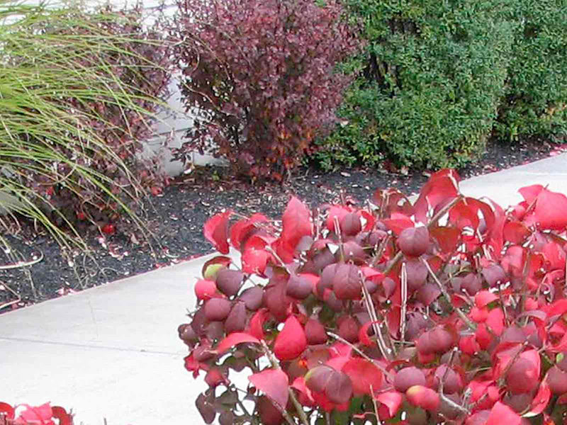 Burning bush and barberries at a local shopping center