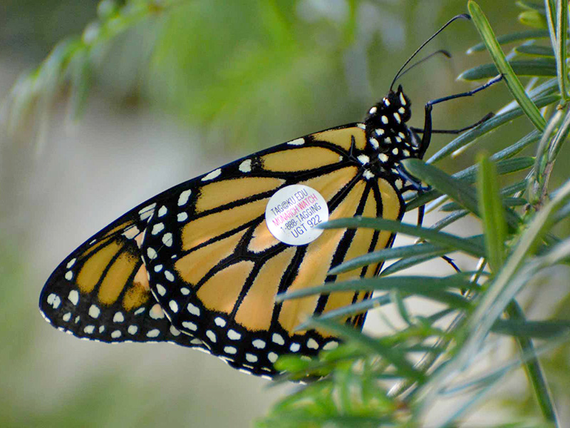 A tagged monarch