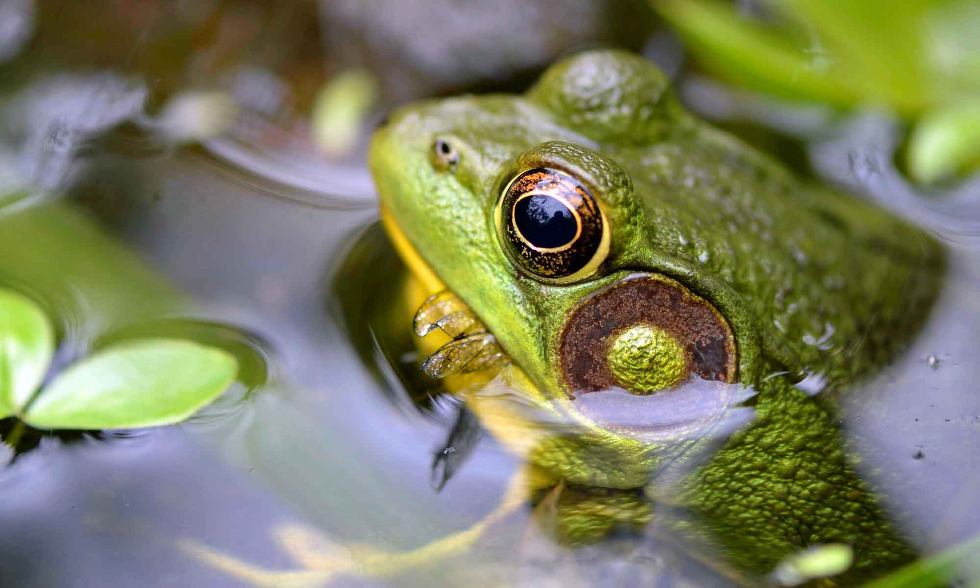 Food for amphibians – Our Habitat Garden