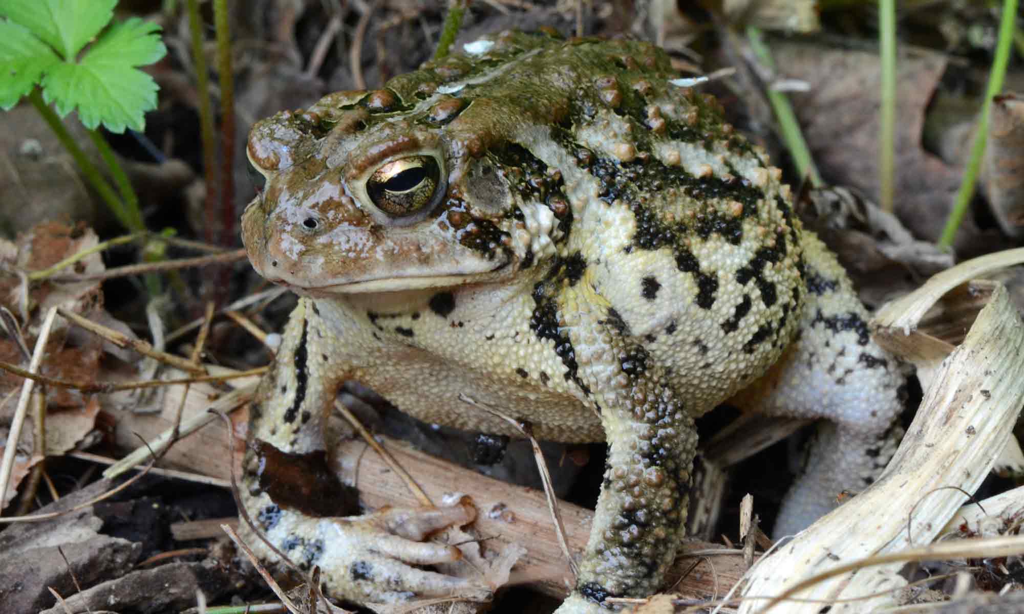 Amphibians – Our Habitat Garden