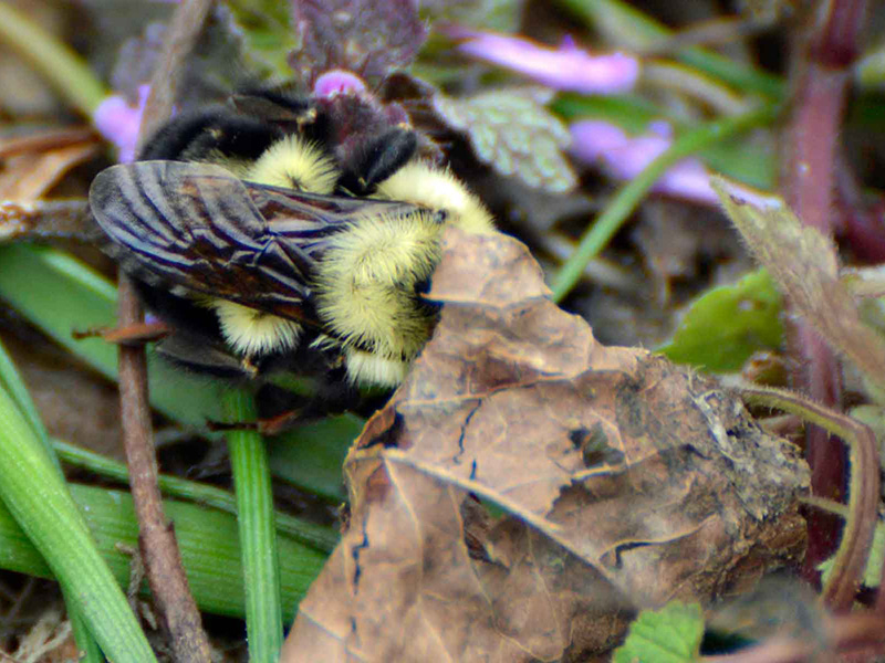 Bumble bee entering nest