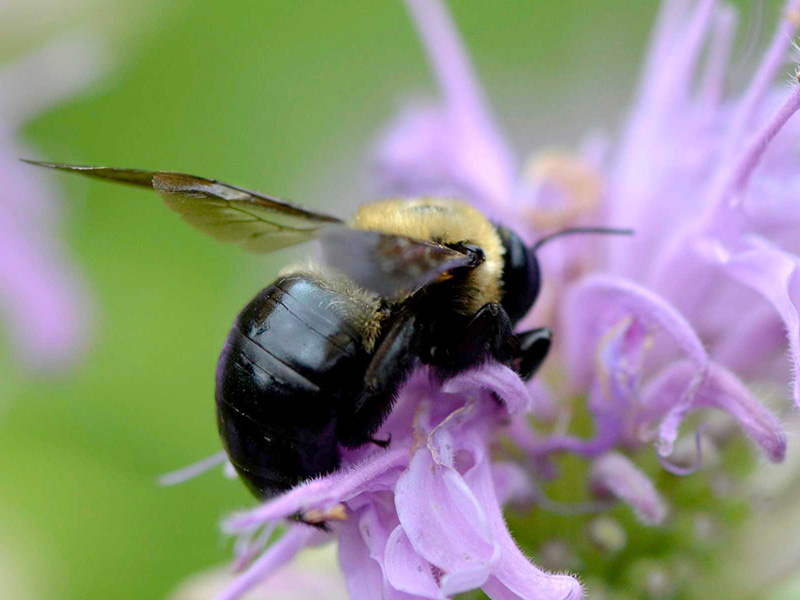 Carpenter bee on monarda