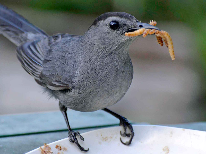 Catbird grabbing a few mealworms