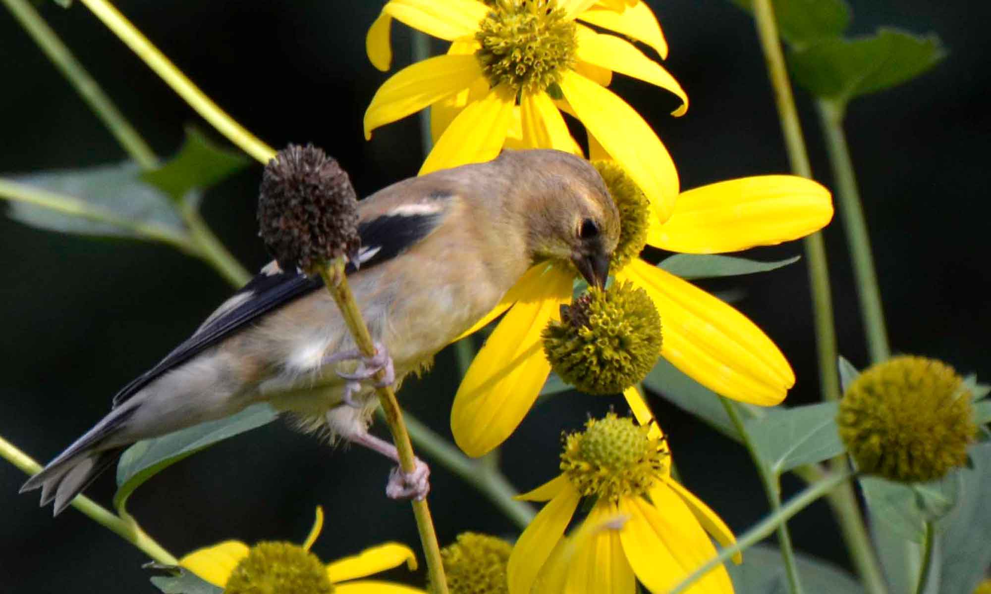 Seeds (and nuts) for birds Our Habitat Garden