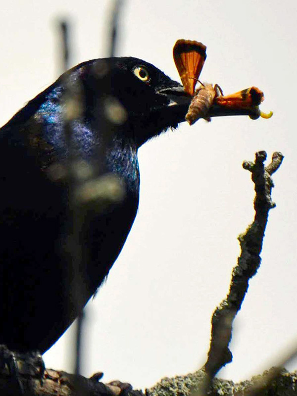 Grackle with an insect to feed its babies