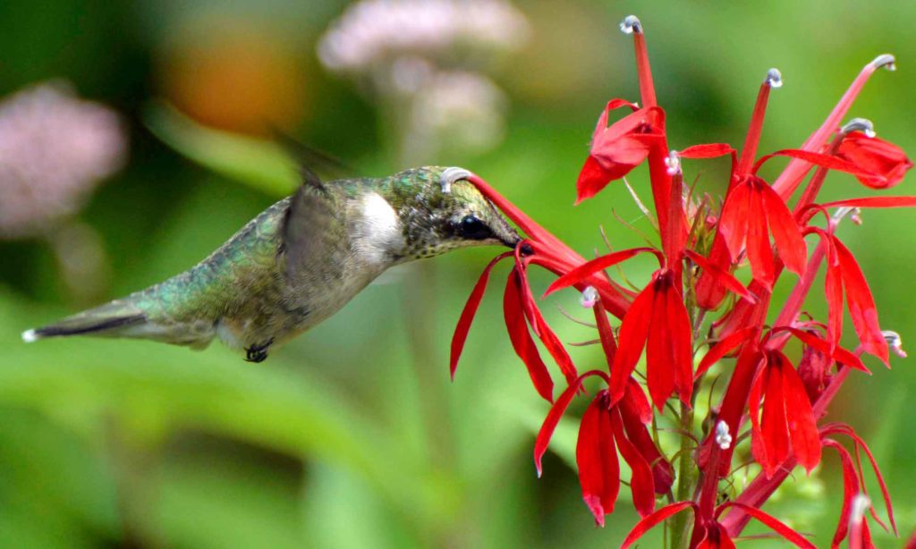 Our birds: Hummingbirds and woodpeckers – Our Habitat Garden