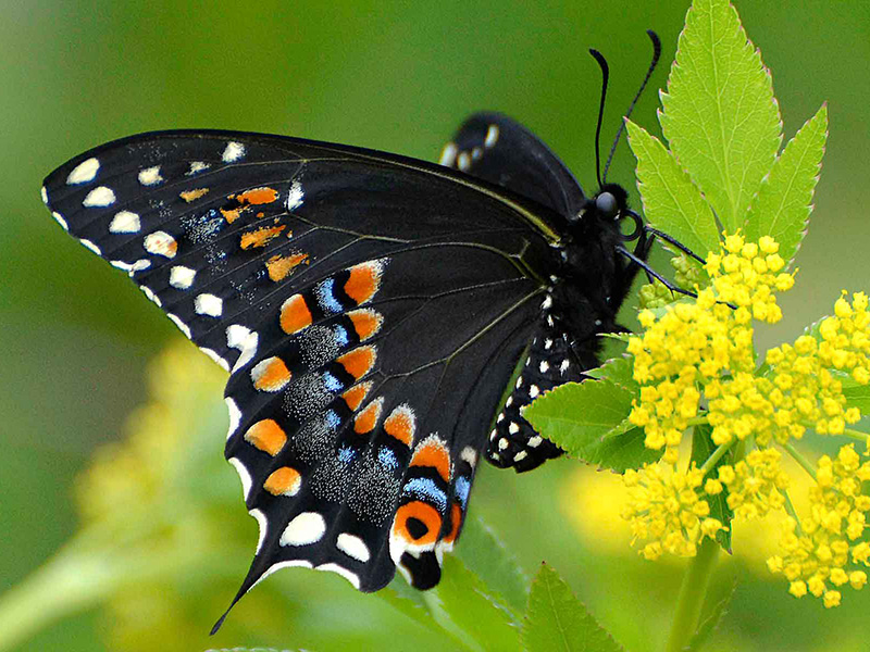 Black swallowtail on its host plant zizia
