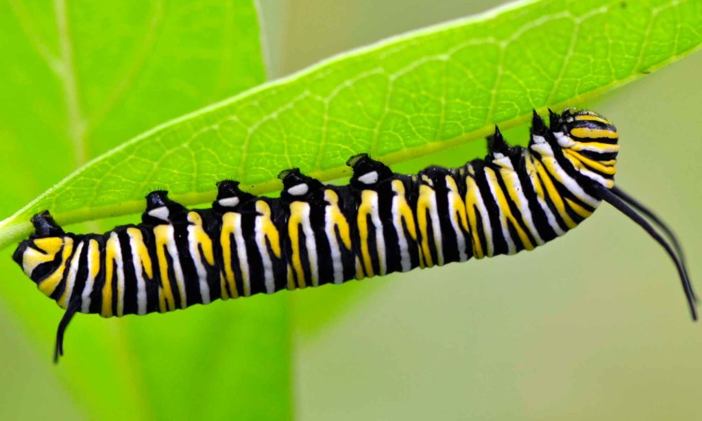 Life stages of the monarch: Caterpillar to chrysalis – Our Habitat Garden