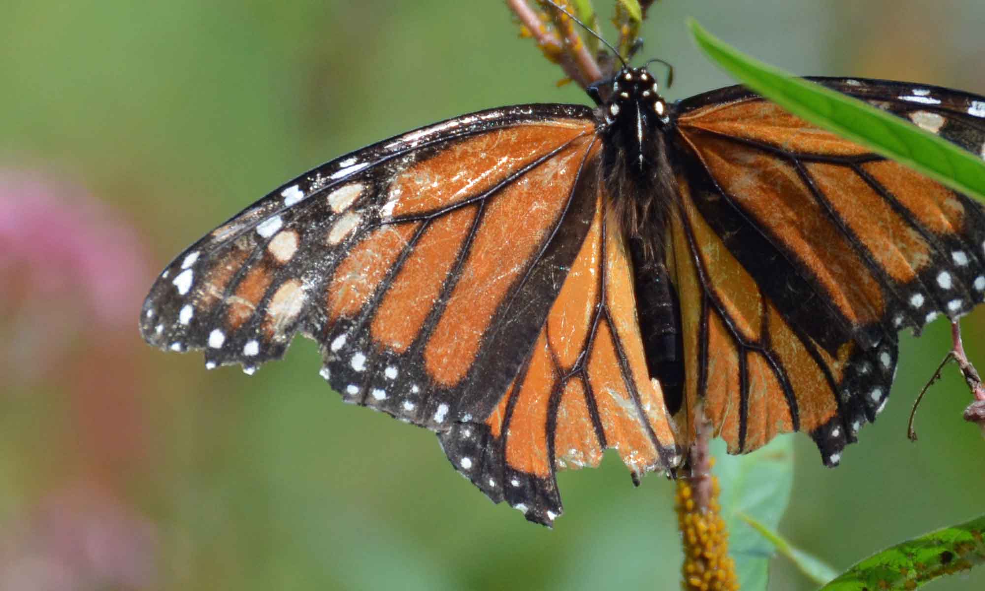 Conservation – Our Habitat Garden