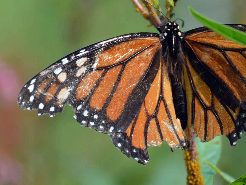 Frayed monarch wing