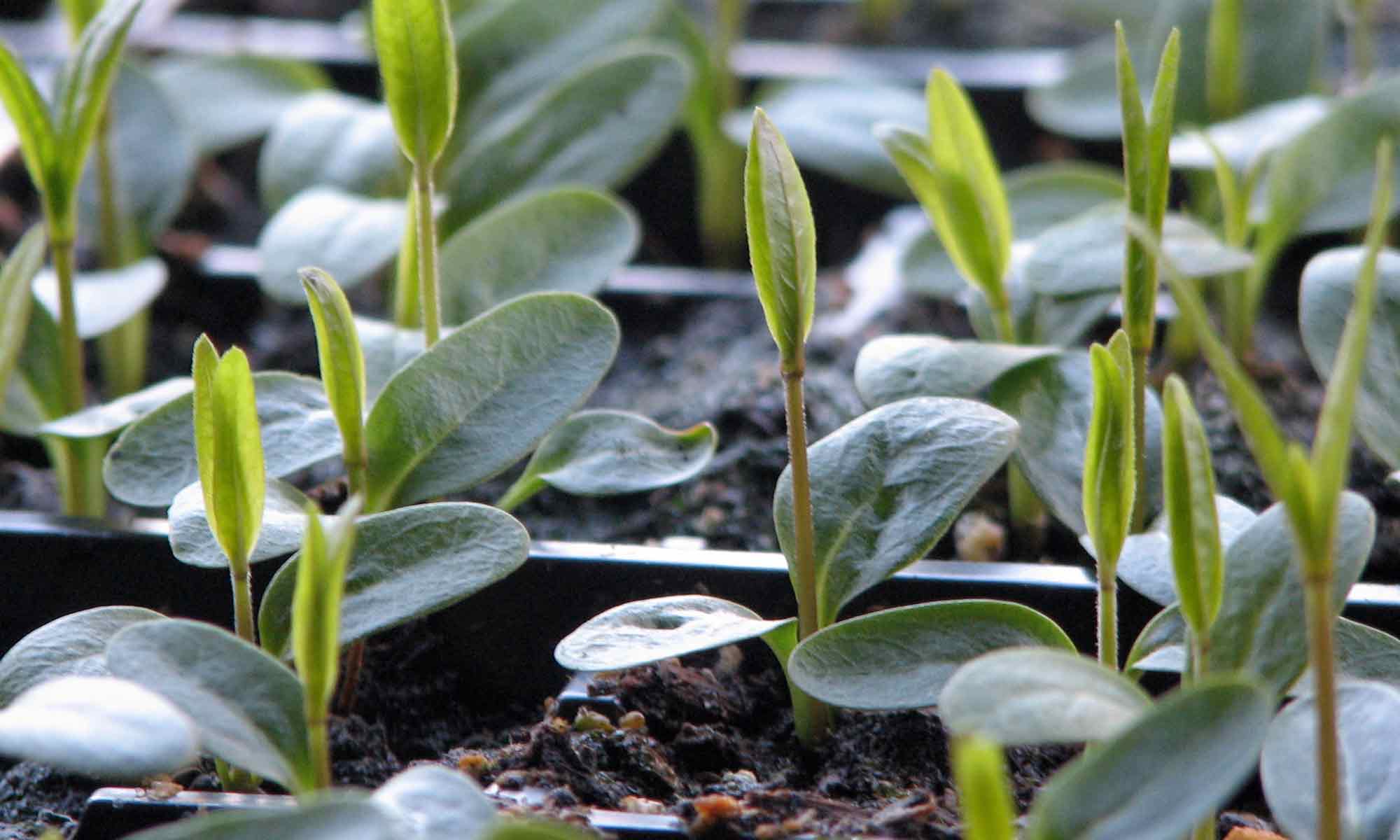 Growing milkweeds Our Habitat Garden