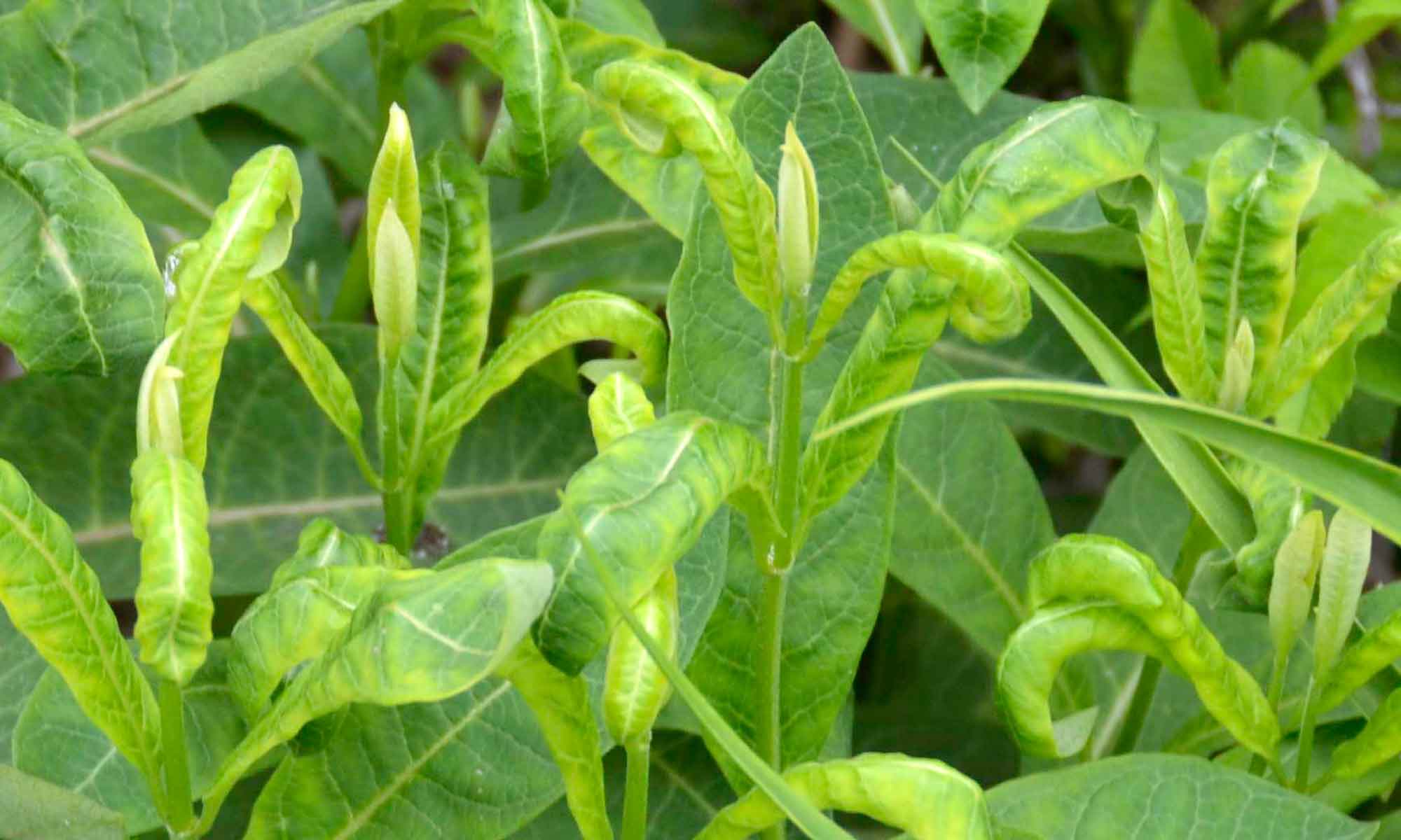 Milkweed Problems – Our Habitat Garden