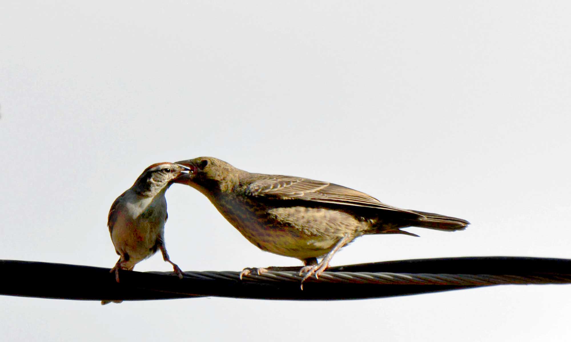 Sparrow feeding cowbird