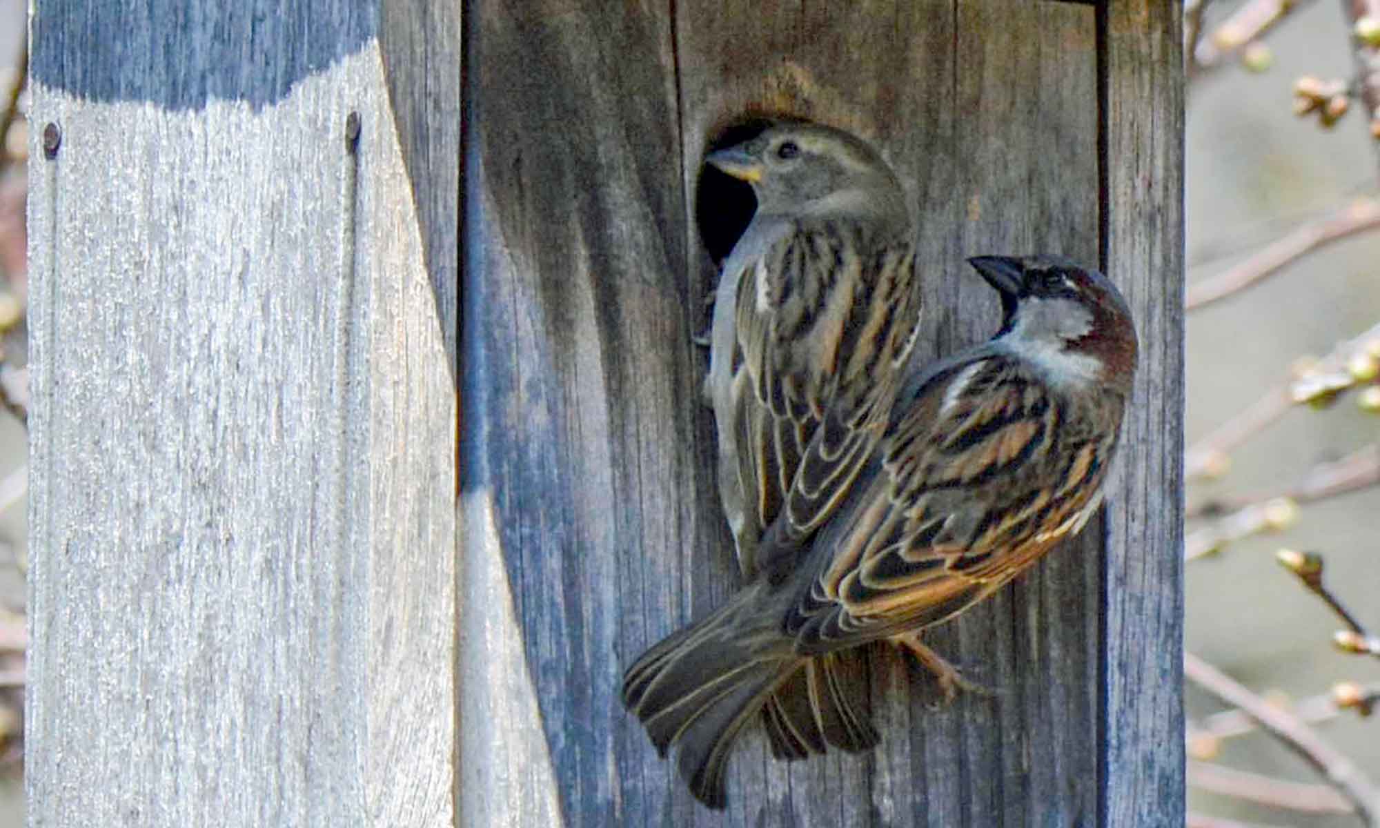 non-native-birds-our-habitat-garden