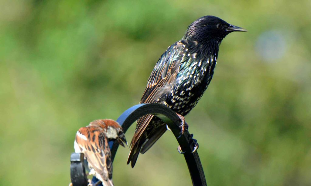 Starling and house sparrow
