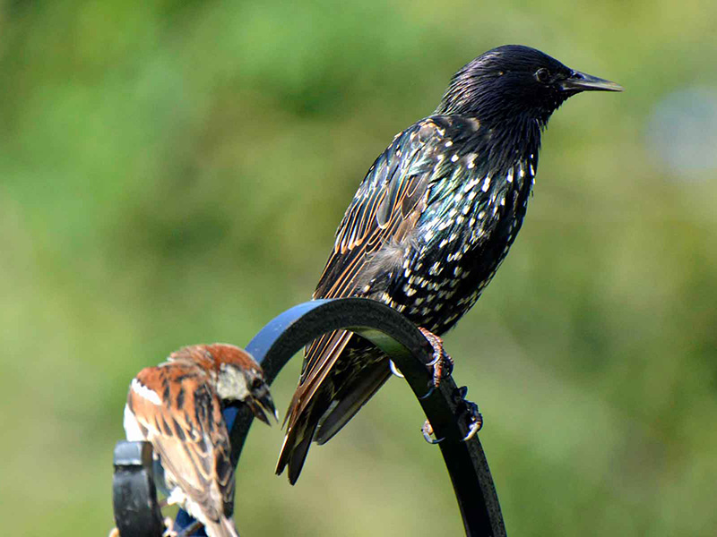 Starling and house sparrow