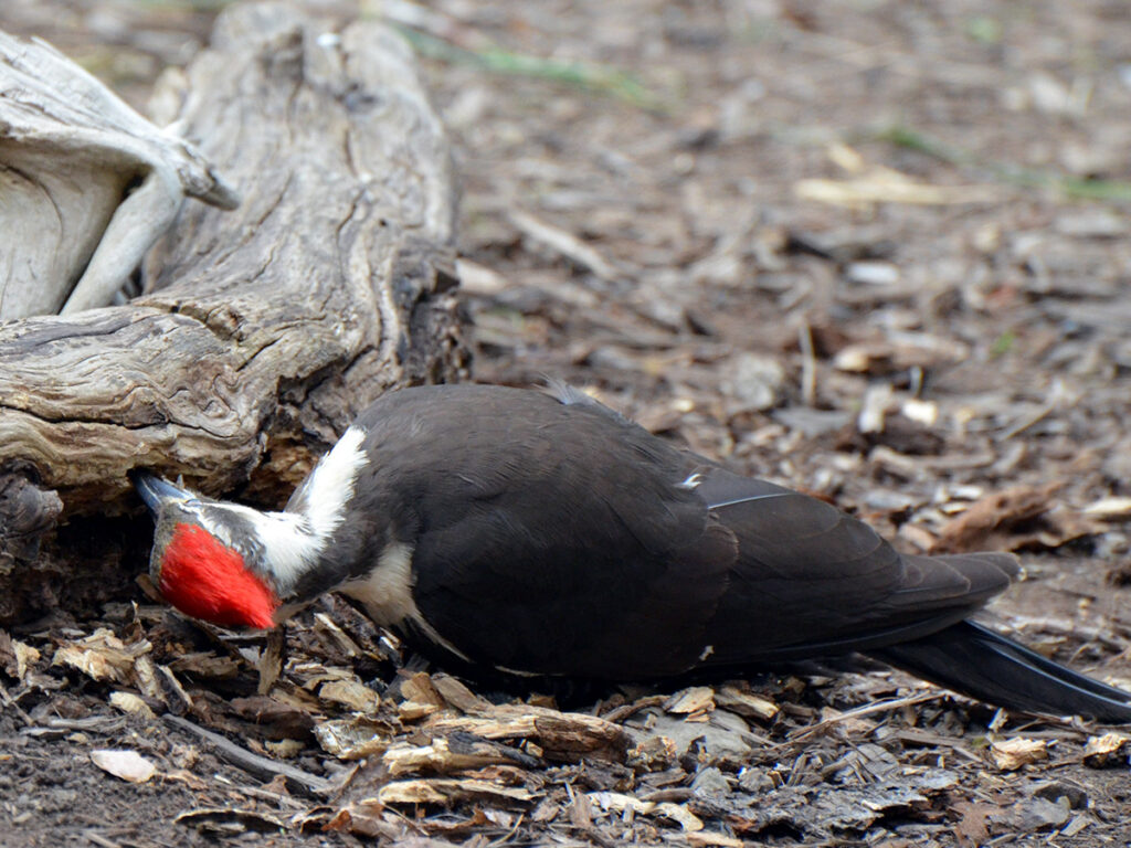 Pileated getting insects from logs