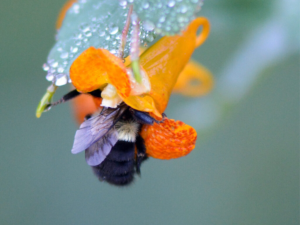 Bumblebee getting nectar from jewelweed