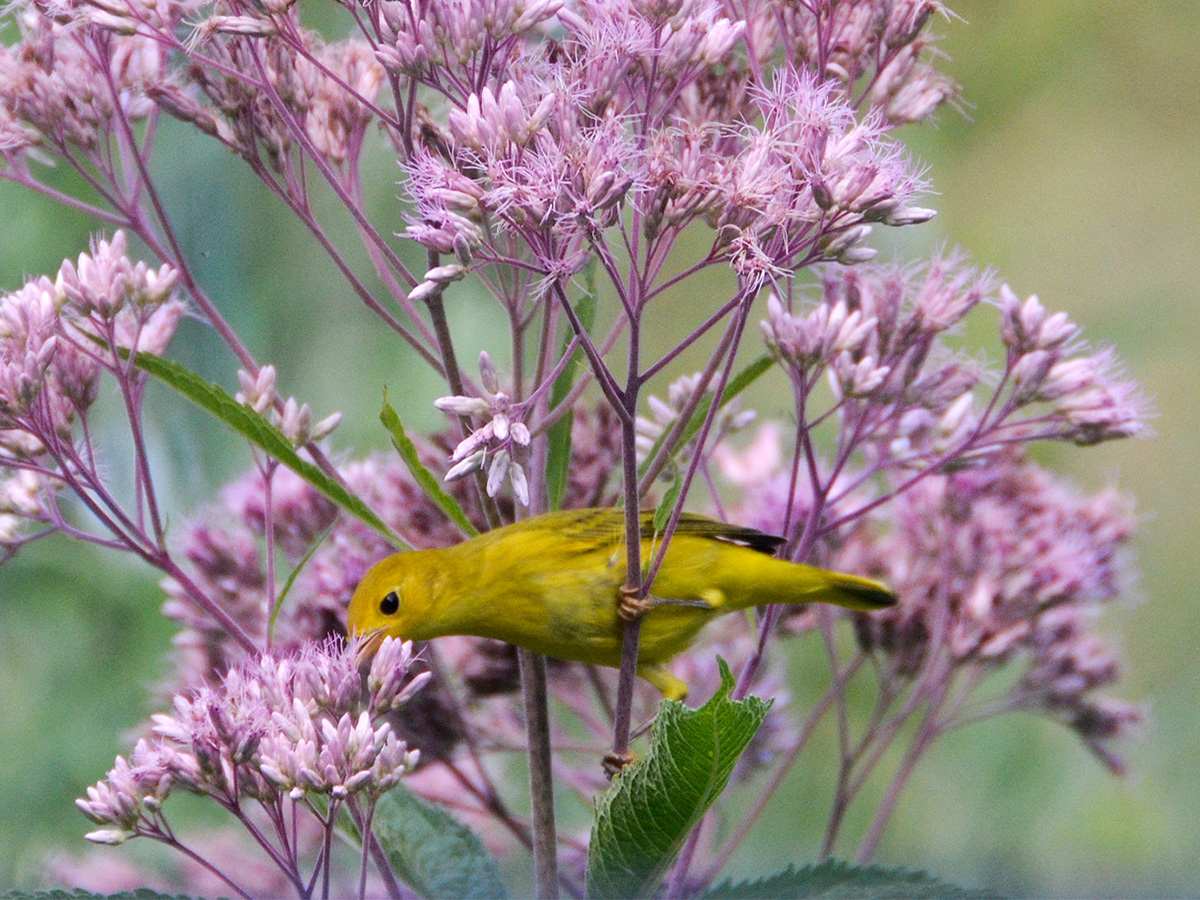 Yellow warbler finding insects