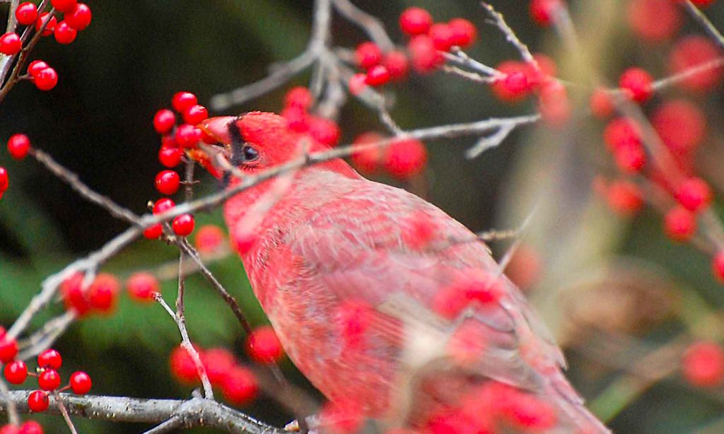 Cardinal eating winterberries