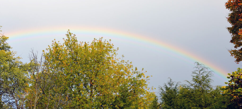 Rainbow in the back yard
