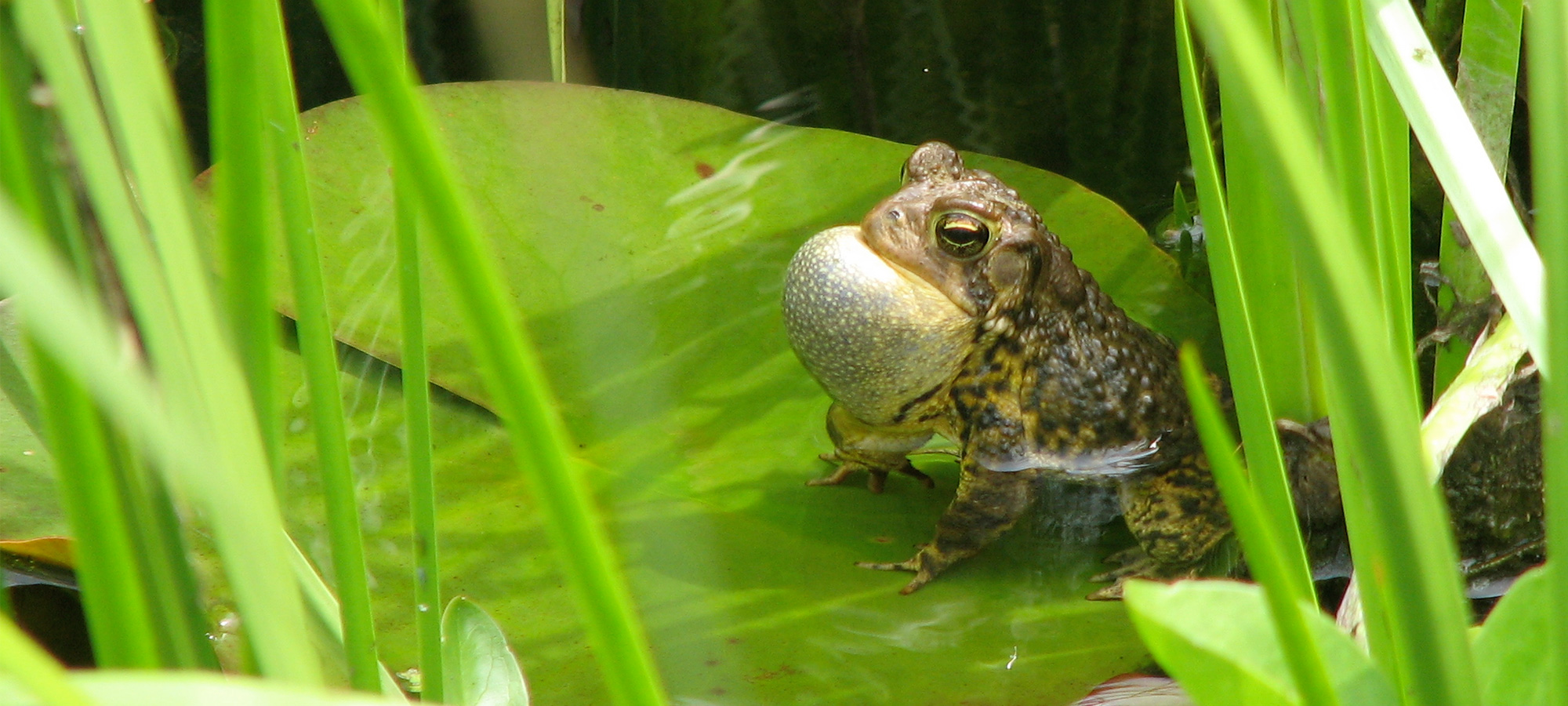 Toad singing on a lilypad