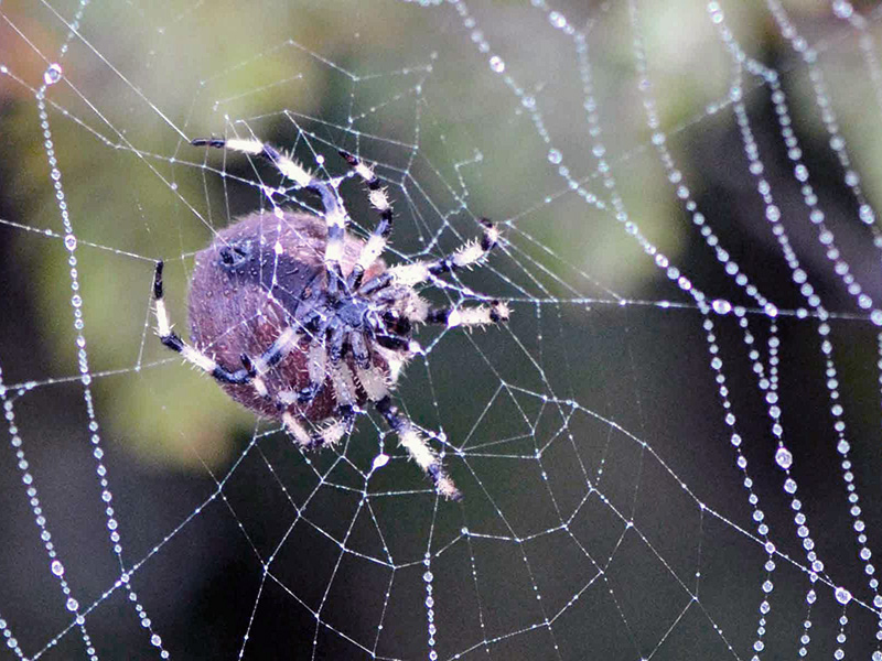 Why spiders don't stick to their webs - Australian Geographic