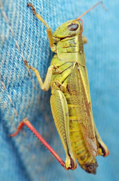 Grasshoppers, crickets, katydids – Our Habitat Garden