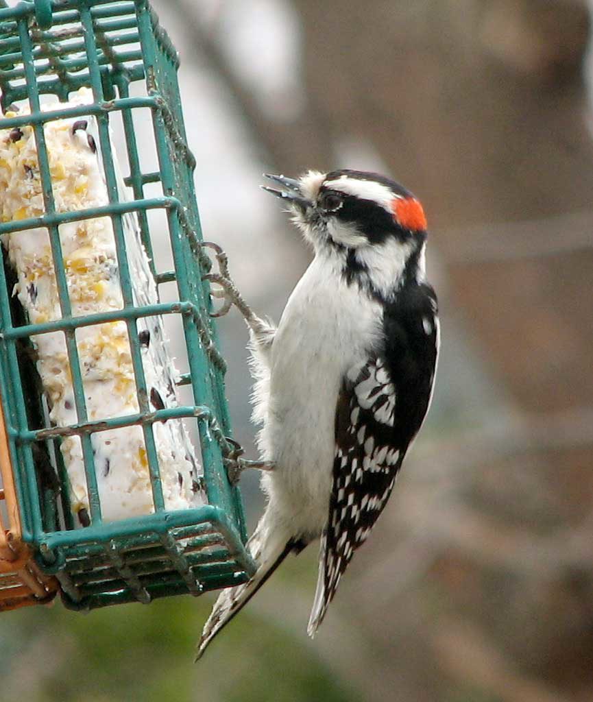 This downy woodpecker is a welcome visitor