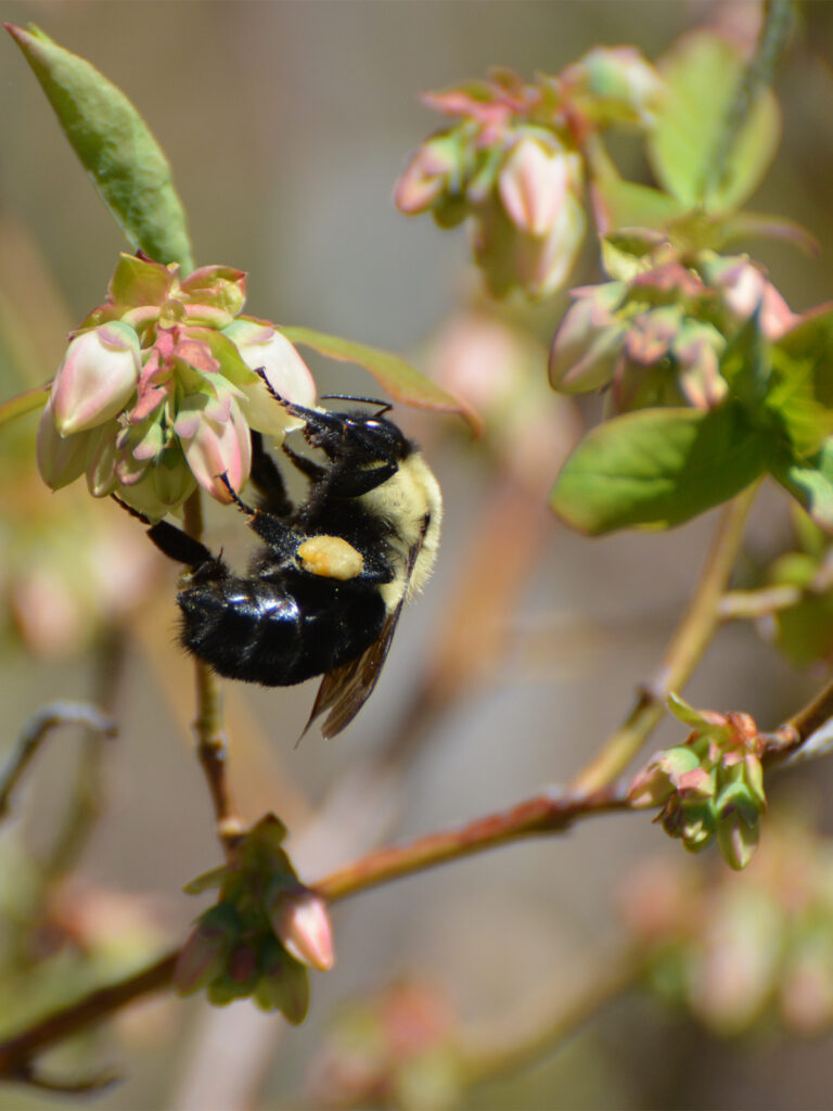 Bumblebee pollinating our blueberries