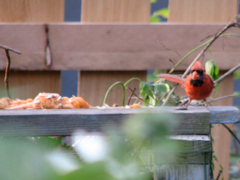 Cardinal eating cantaloupe seeds